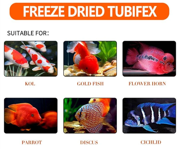 FD Tubifex